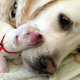 Illustration for article titled Grad school check-in + vent + sadness - now with more puppies!